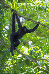 Wild Spider Monkey