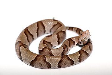 Naklejka premium Eastern Copperhead (Agkistrodon contortrix) close-up on white background