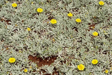 Foto op Aluminium Close up  background of spontaneous branching of succulent plant with yellow flowers © vali_111