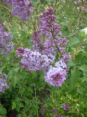 Naklejka premium different summer flowers and trees