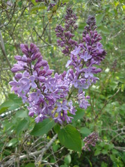 different summer flowers and trees