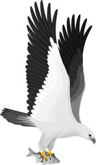 vector white bellied sea eagle