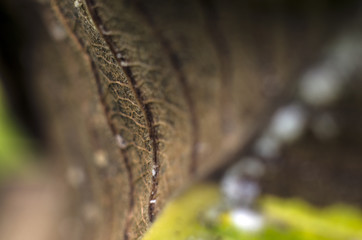 part of plants from nature