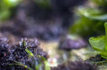 part of plants from nature