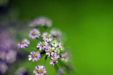 part of plants from nature