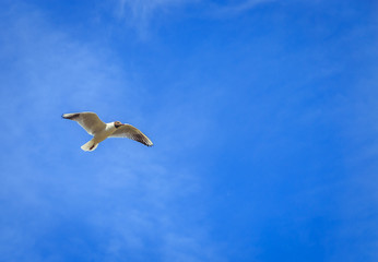 gulls flying against the blue sky