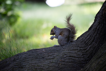 Squirrel in the park