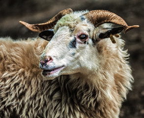 Portrait of the ram