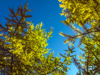 part of plants from nature