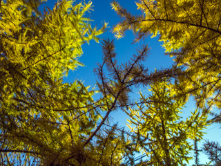 part of plants from nature