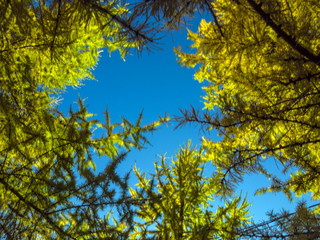 part of plants from nature