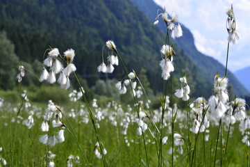 orchidea palustre © el15da