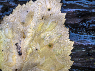 part of plants from nature