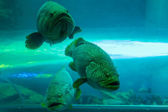 Giant grouper or Queensland grouper in aquarium tank.