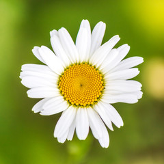 Obraz premium Daisy