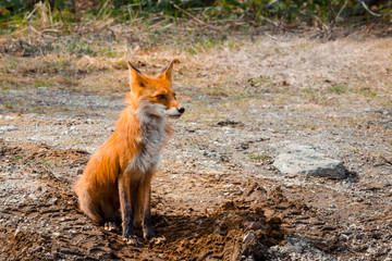 Red Fox Fennec Fox