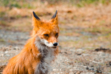 Red Fox Fennec Fox
