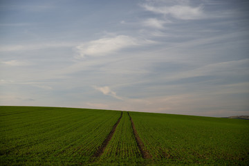 Obraz premium Lines in field