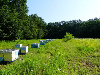 Naklejka premium An apiary with bees in a forest glade.