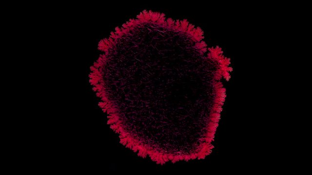 Drop drying with crystals growth. Time lapse of crystallization process under microscope. Separated on pure black background, contains alpha channel.