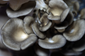 wild mushrooms of the forest zone