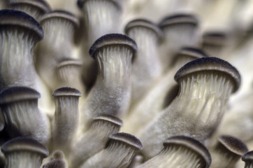 wild mushrooms of the forest zone