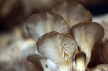 wild mushrooms of the forest zone
