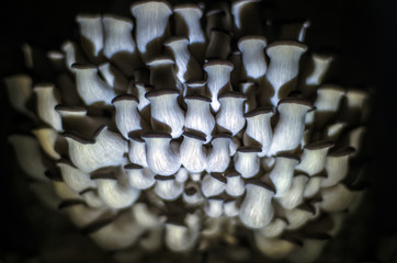 wild mushrooms of the forest zone