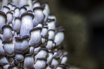 wild mushrooms of the forest zone
