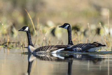 Pair of Canadian Geese swim in pond.