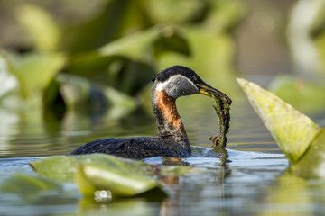 Red necked grebe is nest building.