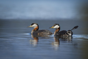 Two red-necked grebes swimming on open water.