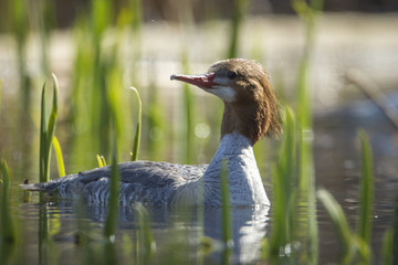 Close up of female common merganser.