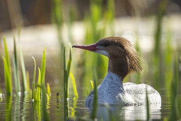 Female common merganser in swamp.