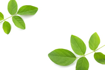 Obraz na płótnie Canvas Green leaf on white background.