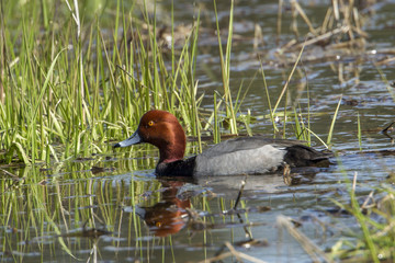 Red headed duck in wetlands.