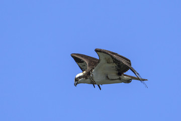 Osprey over Fernan Lake, Idaho.