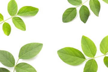 Green leaf on white background.