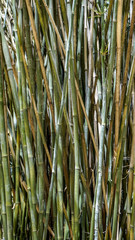 Indian Timber Bamboo canes closeup 1.