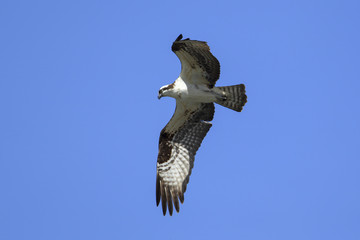 Osprey soars above Fernan Lake, Idaho.