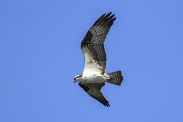Osprey high in the sky over Fernan Lake, Idaho.