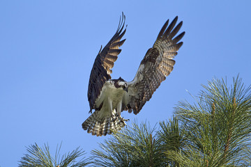 Osprey comes in for a landing.