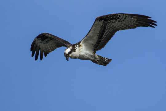 Osprey (pandion haliaetus) soars in the sky.