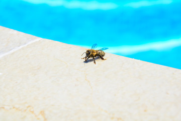 The bee drinks water in the summer