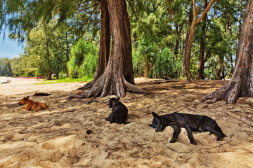 Dogs on a tropical beach