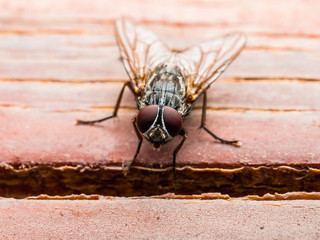 Drosophila Fly Insect on Wooden Wall Background