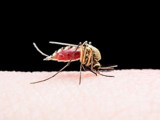 Yellow Fever, Malaria or Zika Virus Infected Mosquito Insect Bite Isolated on Black Background