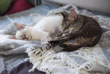 Kittens Sleeping After Playing with Friend