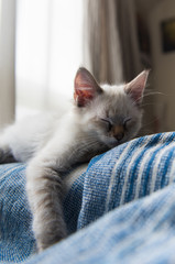 Kitten Sleeping After Playing with Friend