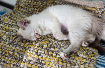 Kitten Sleeping After Playing with Friend
